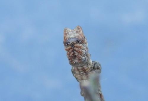 Réf. 296 670 : Hypomecis roboraria